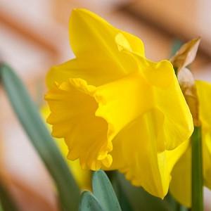 Narcissus 'Standard Value', Daffodil 'Standard Value', Trumpet Daffodil 'Standard Value', Trumpet Daffodil, Spring Bulbs, Spring Flowers, Narcisse Standard Value, Trumpet narcissus, Mid-season Daffodil, Mid Spring Daffodil, Mid Spring Narcissus